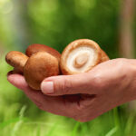 Certificate Course in Mushroom Cultivation