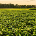 Certification In Organic Grower(Scorm)