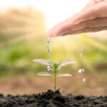 Diploma in Agroforestry