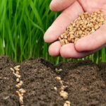Diploma in Seed Production